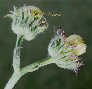   Capitulum - see involucres